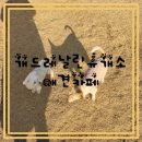 [산책일기]개드레날린휴개소 애견카페 구미고아읍