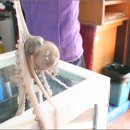 신안뻘낙지식당 이미지