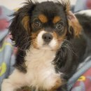 우리 강아지 이미지