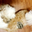 소풍게스트하우스&레드썬셋펜션 이미지