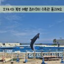 짱놀이터 | 2일차) 무료입장으로 즐기는 츄라우미 수족관 오키짱 돌고래쇼 / 돌고래 먹이주기 체험 후기 + 놀이터는 덤