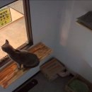삼층고양이 이미지
