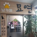 냥카페 묘연 이미지