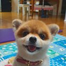 도그니엘(DOGNIEL) 이미지