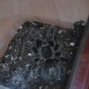 하이보리 이미지