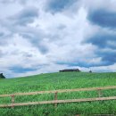 독산레인보우펜션 | 보령여행코스추천 청보리밭, 청보리창고, 독산해수욕장, 해물창고 주차 가격 정보 후기