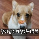 토리네 수제간식 이미지