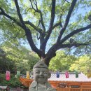 길따라꽃따라 | 🌸 계룡산의 봄바람!철쭉 꽃길 따라 다녀온관음봉~남매탑 산행 후기