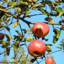 사과나무 이미지