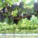 삼밭골글램핑 이미지