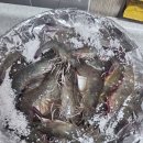 GR(태안군)-[시장1길]-하-1 | 🌊 신선함이 살아있는 태안활어회포장