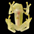 개구리PC 이미지