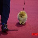 쫄랑쫄랑