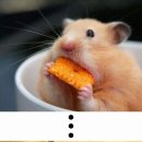 신기방기 이미지