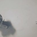 나의 반려견 이미지