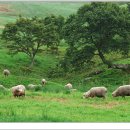 하늘아래목장 이미지