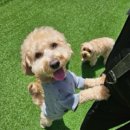 부산애견호텔 댕스스쿨 이미지