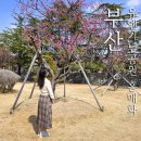 남구묘역 | 부산 유엔기념공원 매화 개화상태와 그림같은 산책로