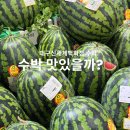 대구 신세계백화점 식품관 수박 커팅 비용 망고수박 후기
