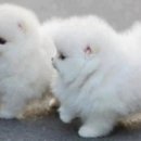 포커스당구클럽 Daum카페
