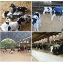 봉황목장 이미지