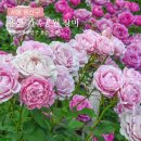 서울 용산 가볼만한곳 용산공원 예약 용산가족공원 주차 장미원 용산 핫플