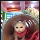 애니펫살롱 Daum카페