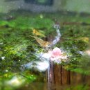 새우정약국 이미지