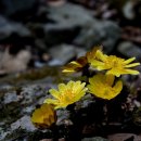 원일초등학교 이미지