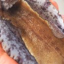 나는 어부다 영어조합법인 이미지