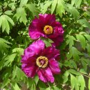 수 덕 정 이미지