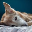 24시 폴 동물병원 이미지