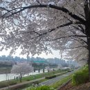 독산근린공원 | 안양천 벚꽃길 위치 개화시기 4/4 벚꽃 만개 후기