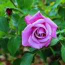 BY연주 이미지