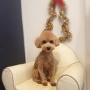 애견샵 컬리독 이미지