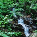 통고산자연휴양림 이미지