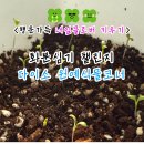 네잎크로바세탁소 | 다이소 원예식물코너 화분심기 애완식물키우기 네잎클로버 집에서 키우기!