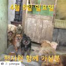 4월8일 유행사봉사팀과 이태원동물병원에서 의료.미용봉사 오세요 이미지