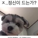 댕댕박사