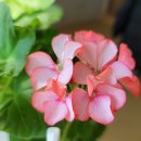 로즈화이트 이미지