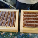 지리산벌꿀 로얄제리 프로폴리스 벌집채꿀(특가판매) 이미지