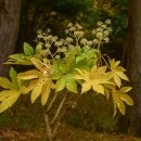 여수봉황산자연휴양림 이미지