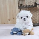 펫스토리 수가 이미지