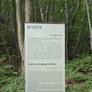 도동약수터 | 울릉도 성인봉 등산코스 후기, 나리분지 출발 신령수 코스 정상까지 난이도