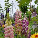 부국개발주식회사 여미지식물원 이미지