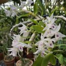 Dendrobium parishii semi-alba 이미지