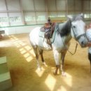 사천승마장 이미지