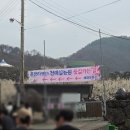 신원(비키) | [전남 여행] 광양 매화 축제, 3월15일 실시간 개화. 만개(주말 주차, 셔틀버스, 뚜벅이 꿀팁, 먹거리)