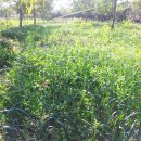 석산농장 이미지