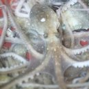 신안산낙지 이미지